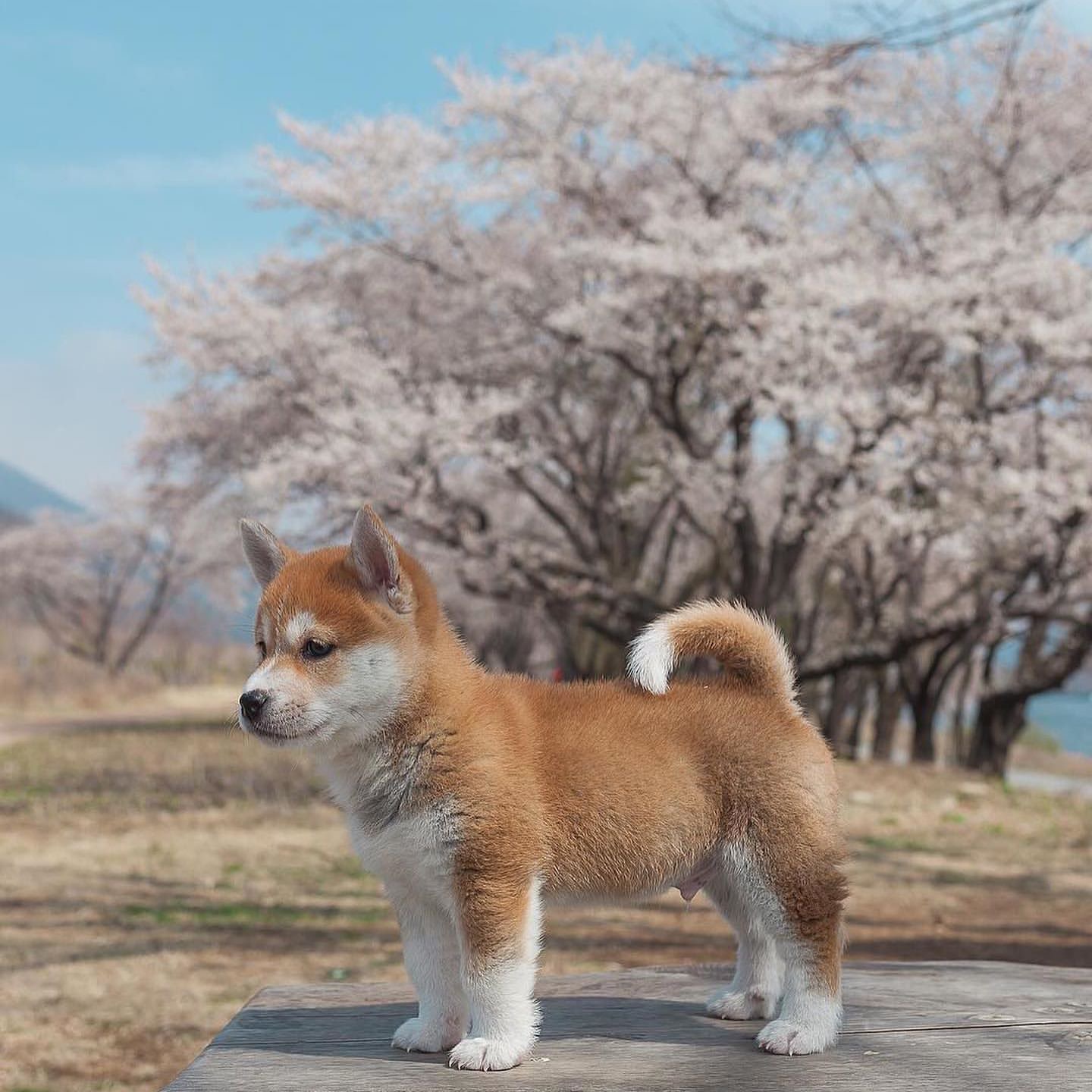 Questo cucciolo mi ritorna alla mente il film Hachiko - Il tuo migliore amico