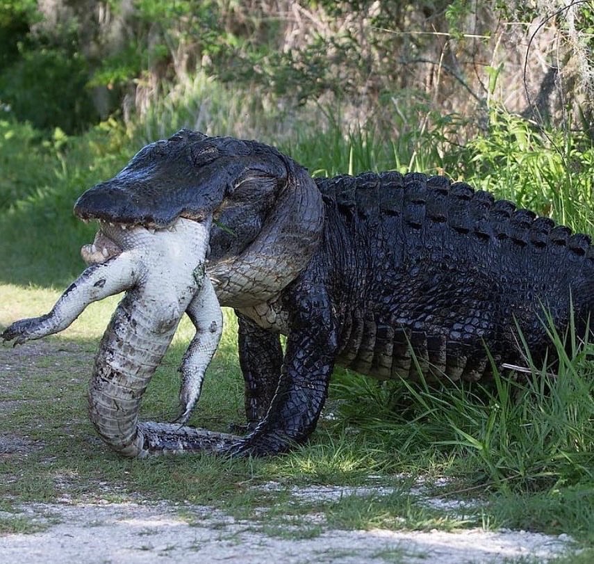 Cannibalismo di specie tra coccodrilli