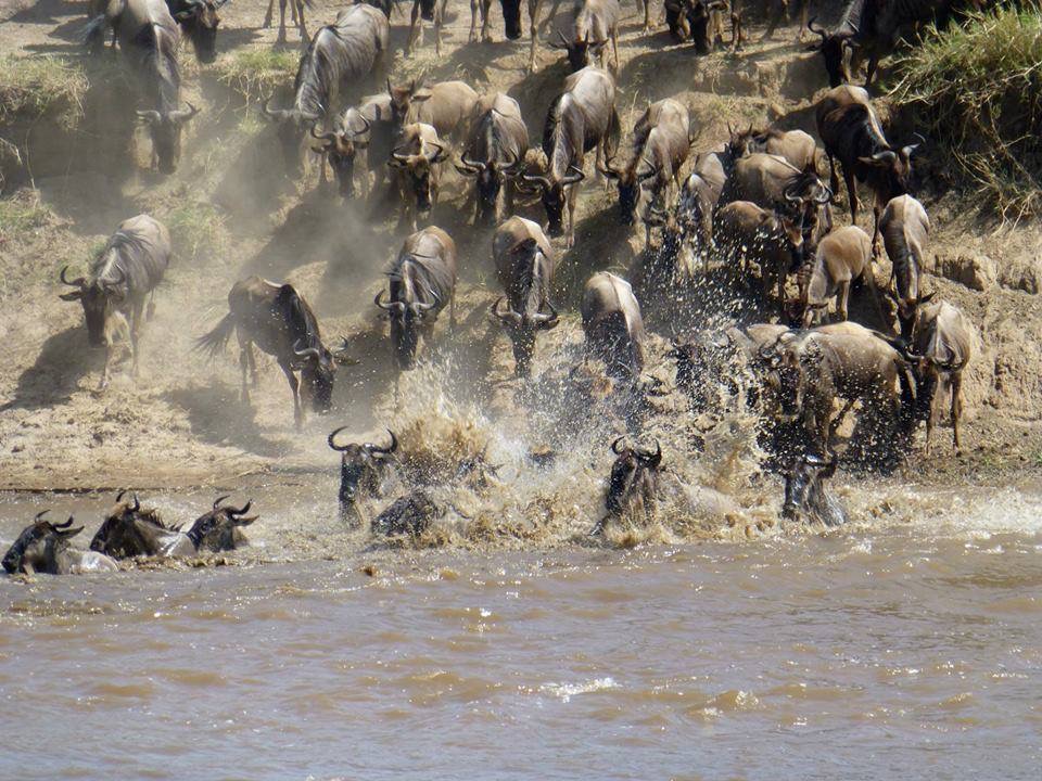 gli gnu hanno paura dei coccodrilli ma non hanno scelta, devono guadare il fiume