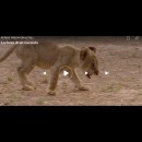 Il cucciolo e la sua voglia di vivere