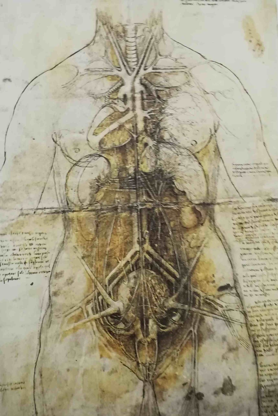 Leonardo da Vinci - studio di anatomia femminile