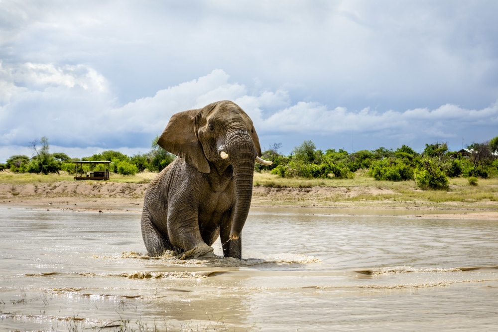 l’elefante sguazza felice nell’acqua