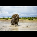 l’elefante sguazza felice nell’acqua