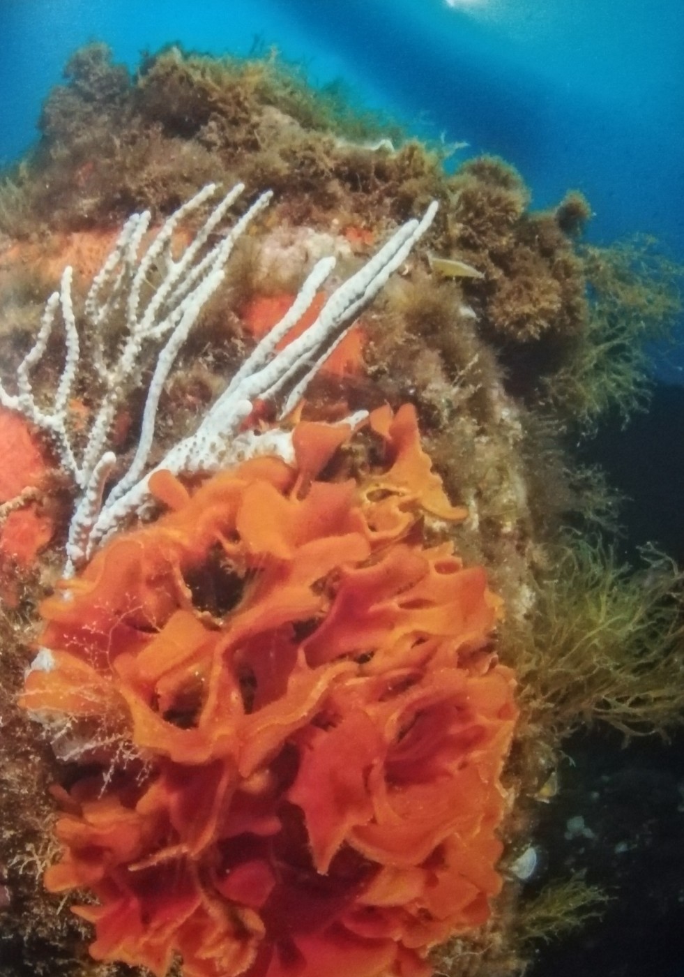 Rosa di mare (Pentapora fascialis) e gorgonia bianca (Eunicella singularis) - Costa Brava