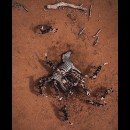 Un branco di licaoni abbattono una zebra
